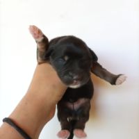 Chiots type berger australien parents lof #2