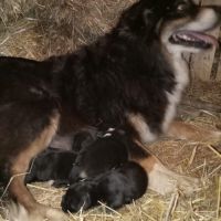 Chiots type berger australien parents lof #3