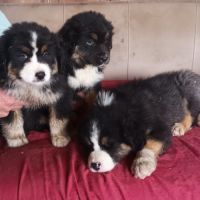 Chiots type berger australien parents lof #0