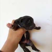 Chiots type berger australien parents lof #7