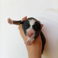 Chiots type berger australien parents lof #8