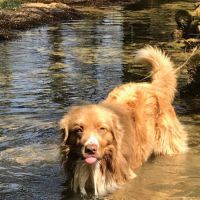 Chiots type berger australien parents lof #10