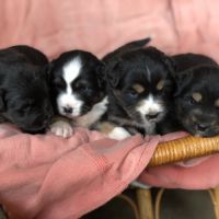 Chiots type berger australien parents lof