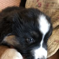 Chiots type berger australien parents lof #2