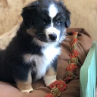 Chiots type berger australien parents lof #4