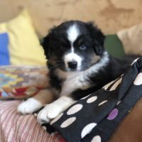 Chiots type berger australien parents lof #6