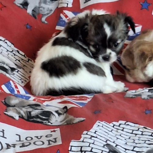 Chiots chihuahua non lof #1