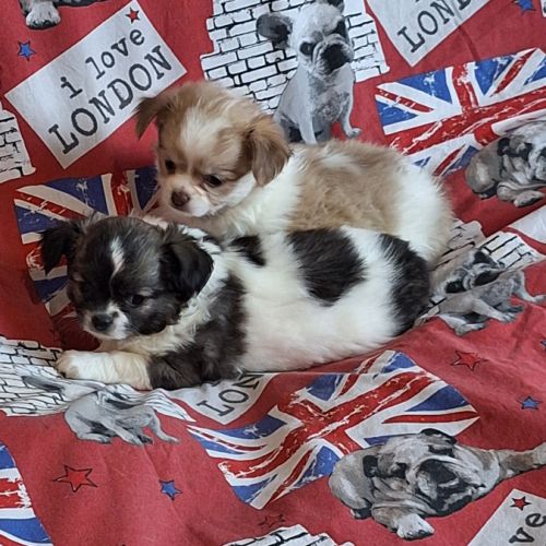 Chiots chihuahua non lof #3