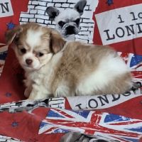 Chiots chihuahua non lof #2