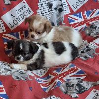 Chiots chihuahua non lof #3