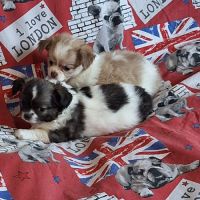 Chiots chihuahua non lof #0