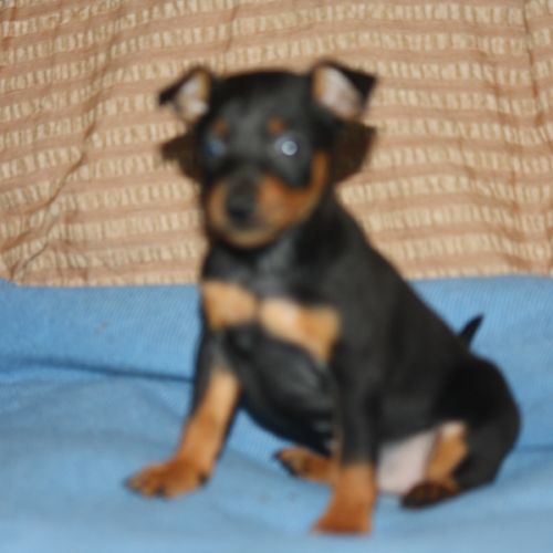 Chiot pinscher lof #0