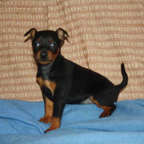 Chiot pinscher lof #2