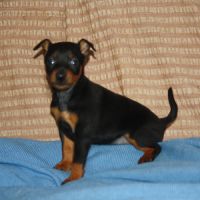 Chiot pinscher lof #2