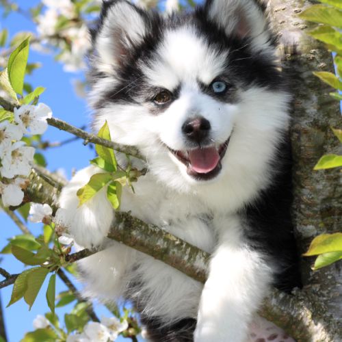 Chiot pomsky f5 de taille miniature #1