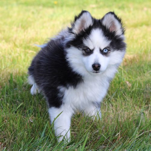 Chiot pomsky f5 de taille miniature #0