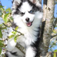 Chiot pomsky f5 de taille miniature #2