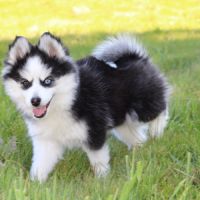 Chiot pomsky f5 de taille miniature #4