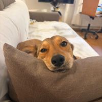 Romny se trouve en famille d'accueil sur paris #2