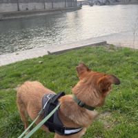 Romny se trouve en famille d'accueil sur paris