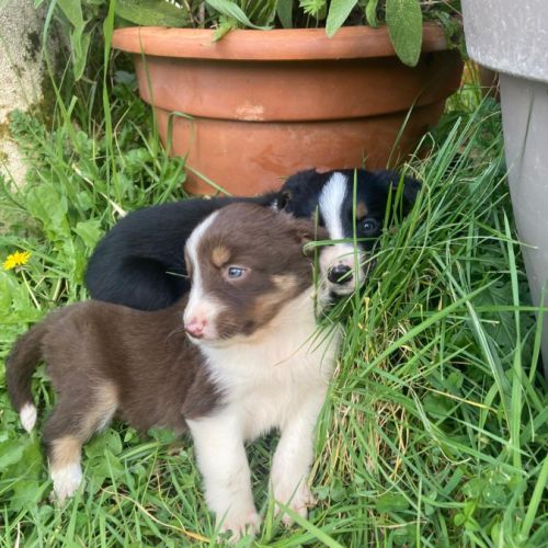 Chiots border collie #3