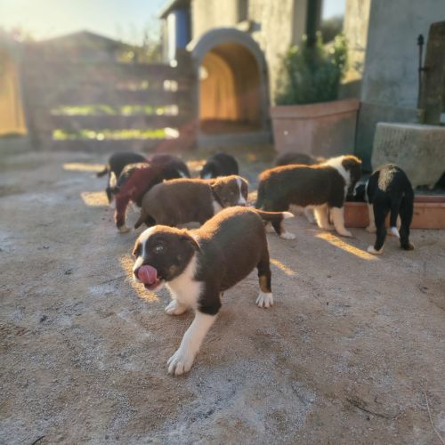 Chiots border collie #4