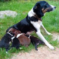 Chiots border collie