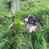Chiots border collie #2