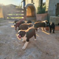 Chiots border collie #4