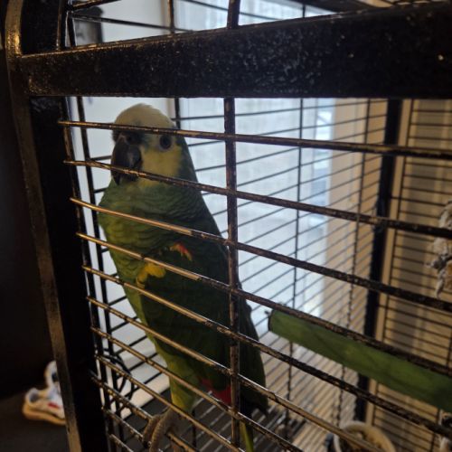 Amazone a front bleue #1