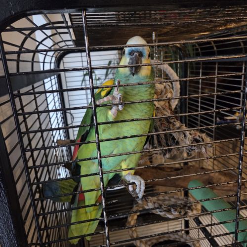 Amazone a front bleue #0