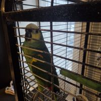 Amazone a front bleue #1