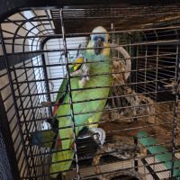 Amazone a front bleue