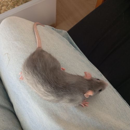 Ratte 6 mois #1