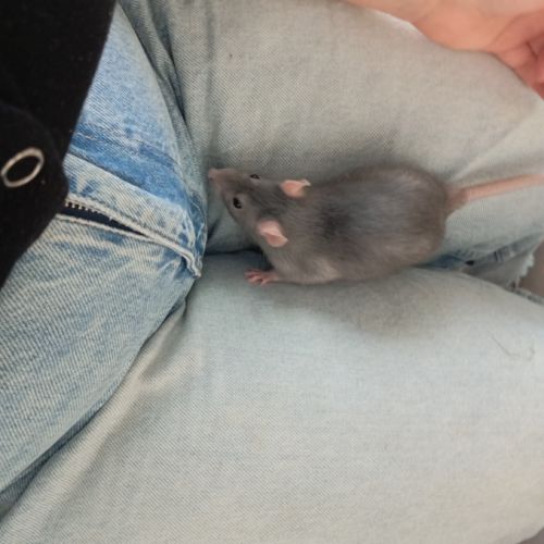 Ratte 6 mois