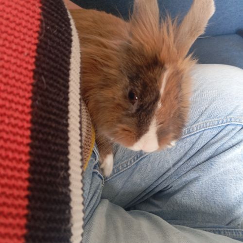 Lapin tête de lion mâle castrer