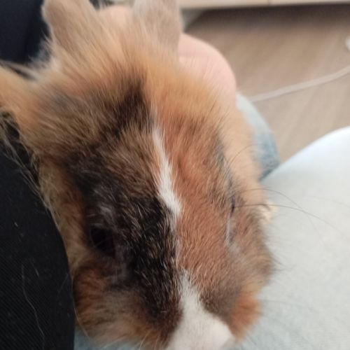 Lapin tête de lion mâle castrer #3