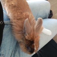 Lapin tête de lion mâle castrer #2