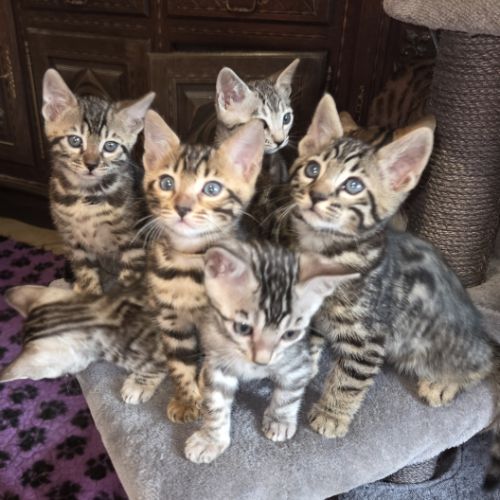Chaton bengal #1