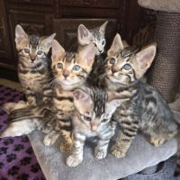 Chaton bengal #1