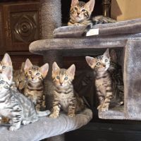 Chaton bengal