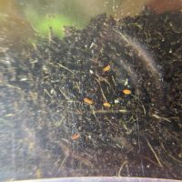 Bilobella braunerea (collemboles rouges) #1