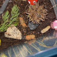 Bilobella braunerea (collemboles rouges) #0