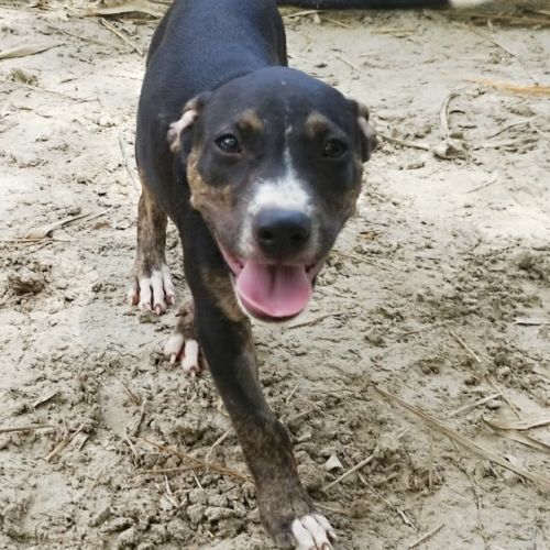 Darwin un amour de bébé #4