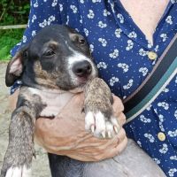 Darwin un amour de bébé #2