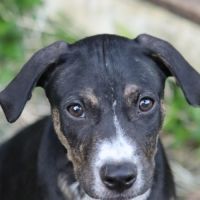 Darwin un amour de bébé