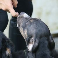 Darwin un amour de bébé #6