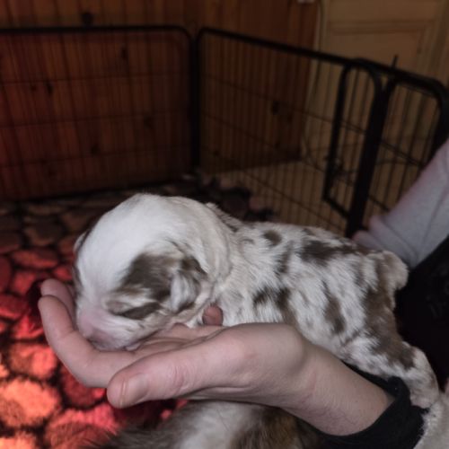 Chiot berger américain  a réserver lof #1