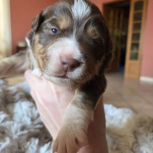 Chiot berger américain  a réserver lof #0