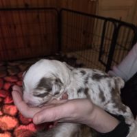 Chiot berger américain  a réserver lof #1